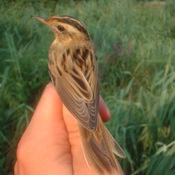 Aquatic Warbler